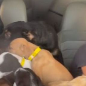 ABD'de uçakla köpekleri kurtarma operasyonu