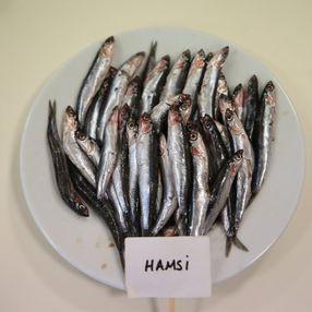 Karadeniz'de hamsinin biyoaktif özelliği incelendi