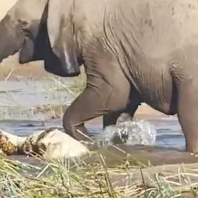 Afrika'da fil, timsahı ezerek öldürdü