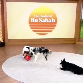 Canlı yayında sokak köpeği saldırılarında ne yapılmalı dersi verildi