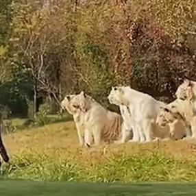 Çin’de bir turist, kaplanların yanına girip kışkırtmaya çalıştı
