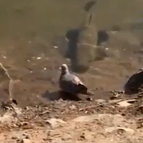 Brezilya’da, balığın güvercin avı kamerada