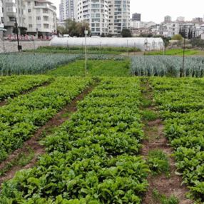 İstanbul'un göbeğinde 6 dönümlük organik tarım alanı havadan görüntülendi