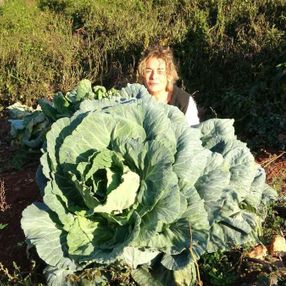 Mersin’de, bir çiftçi 30 kiloluk lahana yetiştirdi