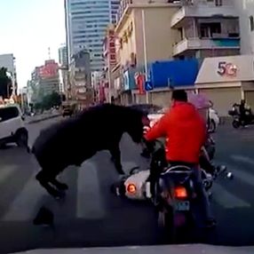Çin'de 7 kişiyi yaralayan buffalo vurularak öldürüldü