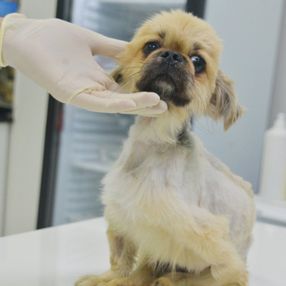 Adana'da çöpte bulunan köpeğe cinsel saldırı iddiası