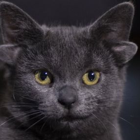 Dört kulaklı kedi Midas, ilgi odağı oldu