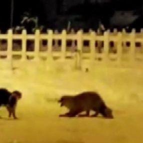 Ardahan'da tilkiyle kedinin kavgası, tebessüm ettirdi