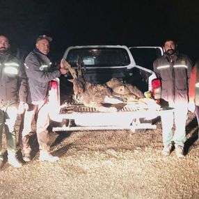 Tunceli'de kaçak dağ keçisi avına 126 bin TL ceza