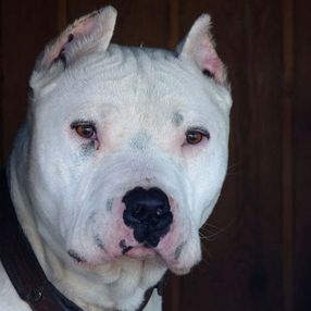 Yasaklı köpek ırklarının kaydı için son gün
