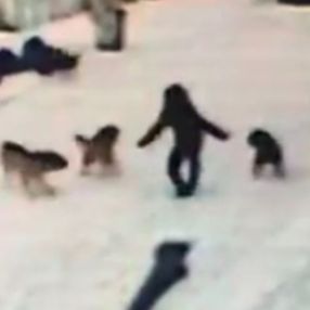 Kars'ta bir çocuk 7 köpeğin saldırısından cesaretiyle kurtuldu