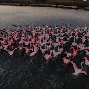 Büyükçekmece'deki flamingolardan renkli görüntüler