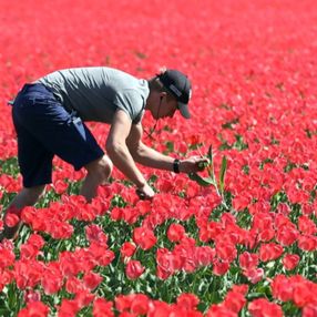 Hollanda'da lale tarlaları görüntülendi