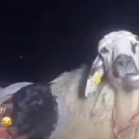 TikTok'ta canlı yayın yapan koyunu 12 bin kişi izledi