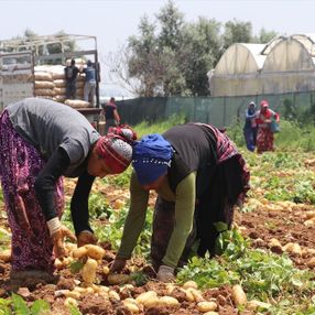 Adana’da patates hasadı başladı