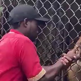 Jamaika'da aslan, bakıcısının parmağını kopardı