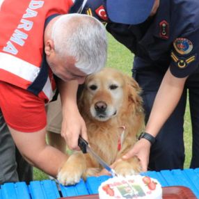 Jandarmanın arama kurtarma köpeği 'Bulut' emekliye ayrıldı