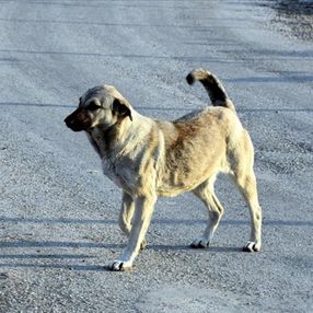 İstanbul Barosu'ndan sokak köpeği kurultayı
