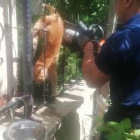 Sivas'ta parmaklıklara saplanan kedi kurtarıldı