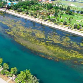 Adana'da kötü manzara: Seyhan Nehri'ni yosun sardı