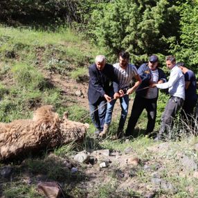 Erzurum'da hayvan otlatan çiftçi, ayı saldırısıyla öldü