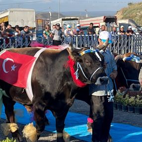 İstanbul'da büyükbaş kurbanlıkların güzellik yarışı