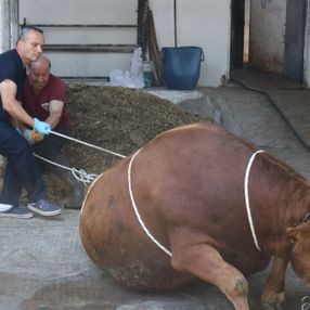Kurban yatırmada Rueff tekniği
