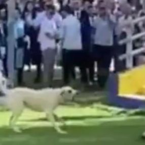 İzmir'de üniversite mezuniyetinde başıboş köpek saldırısı
