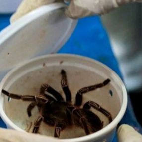 Bilim insanlarının zombi örümcekleri: Nekrobotlar