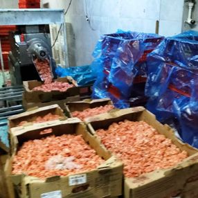 Bursa'da tarihi geçmiş tavukları piyasa süreceklerdi, zabıta buldu