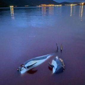 Faroe Adaları'nda gelenek diye 100 şişeburunlu yunus katledildi