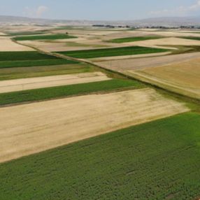 Kars’ta tarlalarda yüzde 100'lük rekolte artışı yaşandı