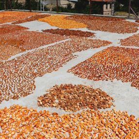 Kayseri'de damda kayısı kurutma telaşı başladı