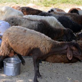 Muş'ta yaylaya çıkan kadınların zorlu mesaisi sürüyor