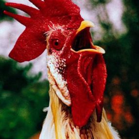 Almanya’da günde yaklaşık 200 kere öten horoz mahkemeye verildi