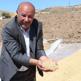 Sivas’ta buğday hasadı: Ambarlara sığmadı