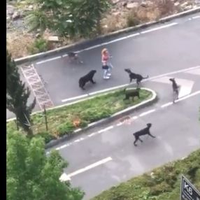 Sarıyer’de genç kadın köpeklerin saldırısından ucuz kurtuldu