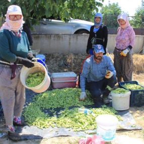 Aydın'da tarlada çalışan kadınlar: Masa başında oturan kadınlar bu zorluğu anlayamazlar