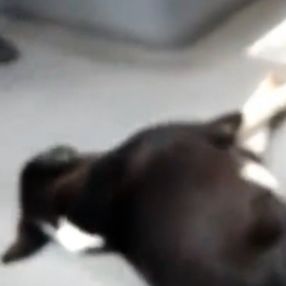 İstanbul’da otobüse binen yolcular, sokak köpeği ile karşılaştı