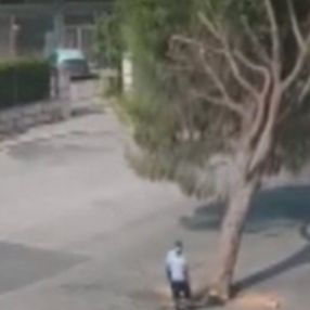 İzmir Büyükşehir Belediyesi çalışanları yarım asırlık çam ağacını kesti