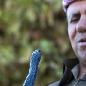 Evinde 60 yılan besliyor: Amacım onları ölümden kurtarmak