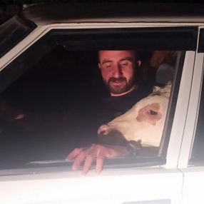 Sivas'ta psikolojisi bozulan buzağı, gezmeye çıkarıldı