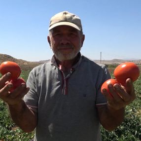 Kırıkkale'de işçi bulamayan üreticiler: İyi ki mülteciler var