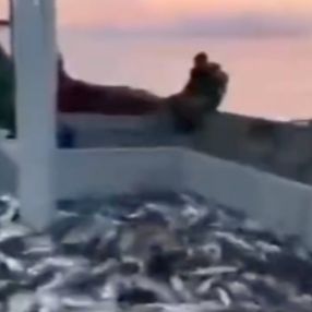 Karadeniz'de balık bereketi: Tonlarca palamut tuttular