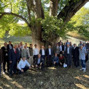 Artvin'de 1100 yıllık armut ağacında meyve hasadı