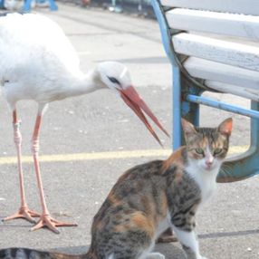 Tekirdağ'da kedi ve leyleğin balık savaşı kamerada
