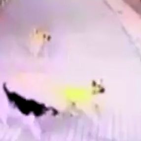 Ankara'da bir kişiye 8 köpek saldırdığı anlar kamerada