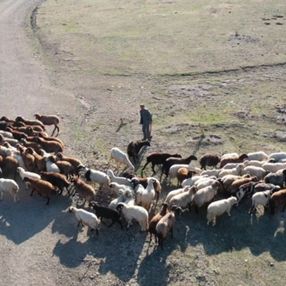 Tokat'ta drone sesinin sürüyü dağıtmasına sinirlenen çoban nacak fırlattı