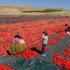 Malatya'nın kuru domatesleri Avrupa ve Orta Doğu ülkelerine gönderiliyor