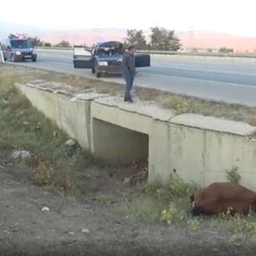 Afyonkarahisar'da otomobil, ata çarptı